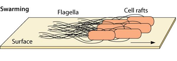 Graphic depicting bacterial cells swarming on a surface